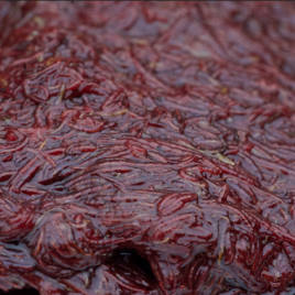 FROZEN BLOODWORM